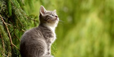 International Cat Day Aug. 8, 2025