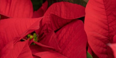 Poinsettia Day 12 décembre 2025