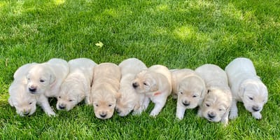 Puppy Day 23 de marzo de 2026