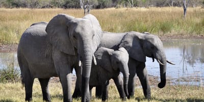 World Elephant Day Aug. 12, 2025